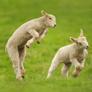 Moutons domestiques, agneaux jouant dans un champ, Ferme Goosehill, Buckinghamshire, Royaume-Uni, avril 2005. Moutons domestiques, agneaux jouant dans un champ, Ferme Goosehill, Buckinghamshire, Royaume-Uni, avril 2005.