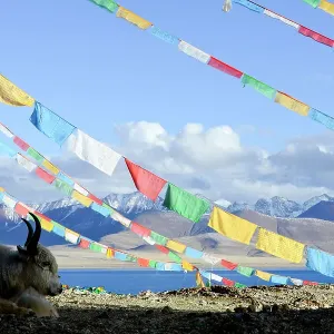Domestic yak (Bos grunniens) lying under prayer flags near shores of Nam-Tso Lake (at 4, 730m), second largest salt lake in China. Tibet, China Domestic yak (Bos grunniens) lying under prayer flags near shores of Nam-Tso Lake (at 4, 730m), second largest salt lake in China. Tibet, China