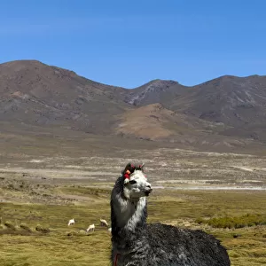 Domesticated Alpaca / Vicugna (Lama / Vicungna pacos) on altiplano plains. Sajama National Park
