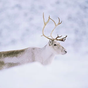 Domesticated Reindeer / Caribou (Rangifer tarandus) female in snow, Scotland