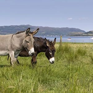 Two donkeys grazing on grassland to help with conservation, Carry Farm, Argyll, Scotland, UK. August