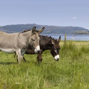 Two Donkeys Grazing Print, Carry Farm, Scotland Two Donkeys Grazing Print, Carry Farm, Scotland