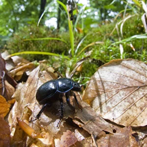 Dor beetle (Geotrupes stercorarius) walking over fallen leaves in a Beech forest