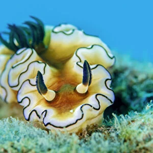 Dorid nudibranch (Doriprismatica atromarginata), close up, Triton Bay, West Papua, Indonesia, Pacific Ocean