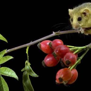 Dormouse (Muscardinus avellanarius) climbing among Dog Rose Haws. Captive. UK, September