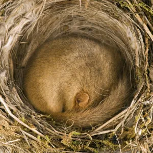 Dormouse (Muscardinus avellanarius) asleep in old Blackcap nest. Captive. UK, September