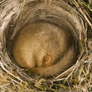 Dormouse (Muscardinus avellanarius) asleep in old Blackcap nest. Captive. UK, September Dormouse (Muscardinus avellanarius) asleep in old Blackcap nest. Captive. UK, September