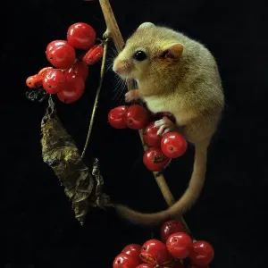 Dormouse (Muscardinus avellanarius) climbing among berries of Black Byrony. Captive Dormouse (Muscardinus avellanarius) climbing among berries of Black Byrony. Captive