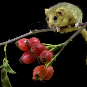 Dormouse (Muscardinus avellanarius) climbing among Dog Rose Haws. Captive. UK, September Dormouse (Muscardinus avellanarius) climbing among Dog Rose Haws. Captive. UK, September