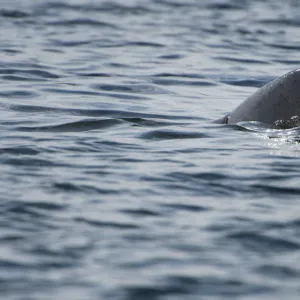 Dorsal fin of a Basking shark (Cetorhinus maximus) at the surface, Cairns of Coll