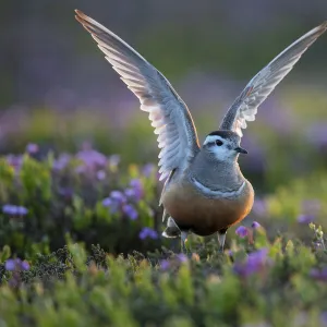 Dotterel, (Charadrius morinellus) female amongst Blue mountain heath (Phyllodoce caerulea