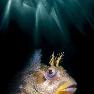 Double Exposure Print of a Tompot Blenny with Sun Beams Double Exposure Print of a Tompot Blenny with Sun Beams