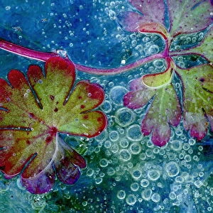 Dove s-foot crane s-bill leaf (Geranium molle) and algae in ice with air bubbles