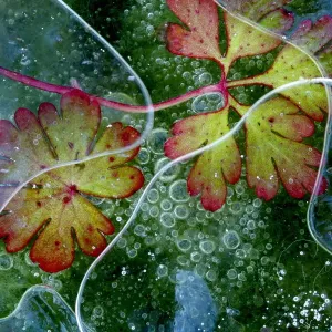 Dove s-foot crane s-bill leaf (Geranium molle) and algae in ice with air bubbles Dove s-foot crane s-bill leaf (Geranium molle) and algae in ice with air bubbles