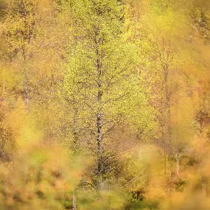 Downy birch (Betula pubescens) changing to autumn colours. Caledonian pine forest, Glen Affric, Scottish Highlands. Scotland. October Downy birch (Betula pubescens) changing to autumn colours. Caledonian pine forest, Glen Affric, Scottish Highlands. Scotland. October