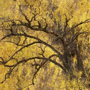 Downy Birch (Betula pubescens) showing autumn colours. Glen Strathfarrar, Scottish Highlands. Scotland. October Downy Birch (Betula pubescens) showing autumn colours. Glen Strathfarrar, Scottish Highlands. Scotland. October