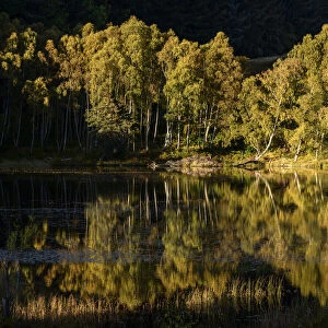 Downy birch (Betula pubescens) and Silver birch (Betula pendula) and reflections