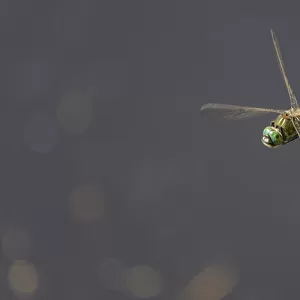Downy emerald dragonfly (Cordulia aenea) in flight, Joutsa, Finland, July