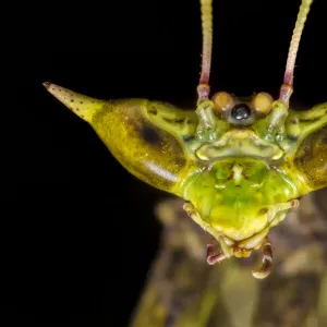 Dragon mantis (Toxodera beieri), detail of head showing large compound eyes giving it