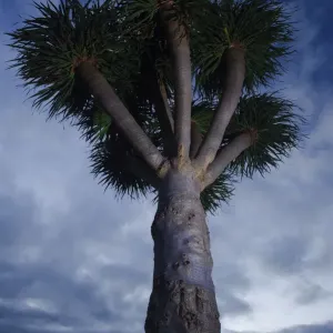 Arbre dragon (Dracaena draco), coucher du soleil, La Palma, Îles Canaries, Espagne, mars 2009. Arbre dragon (Dracaena draco), coucher du soleil, La Palma, Îles Canaries, Espagne, mars 2009.