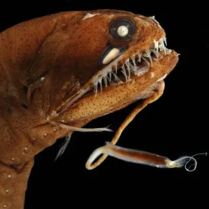 Dragonfish (Melanostomias melanops) - deep sea specimen from 2000m depth, nr Cape Verde Islands