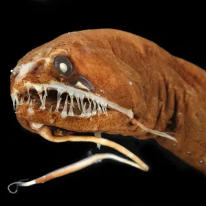 Deep Sea Dragonfish Print - 2000m Cape Verde