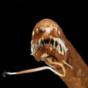 Dragonfish (Melanostomias melanops) - deep sea specimen from 2000m depth, nr Cape Verde Islands