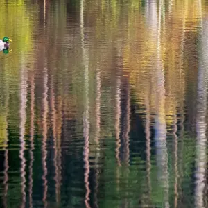 Drake Mallard duck (Anas platyrhynchos) swimming through colourful reflections of trees at Glencoe Lochan. Scotland, UK. November Drake Mallard duck (Anas platyrhynchos) swimming through colourful reflections of trees at Glencoe Lochan. Scotland, UK. November