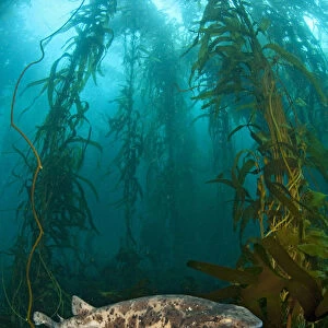 Draughtsboard Shark / Australian Swellshark (Cephaloscyllium laticeps) swims through
