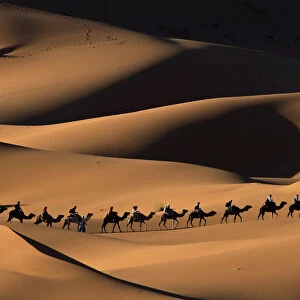 Dromedary camel (Camelus dromedarius) train crossing Merzouga dunes, Tafilalt, Sahara