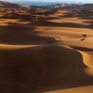 Dromedary Camel (Camelus dromedarius) on Erg Chebbi Dunes. Sahara Desert, Morocco