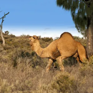 Dromedary camel (Camelus dromedarius) wild male, Uluru-Kata Tjuta National Park, Northern Territory