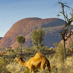 Dromedry camel (Camelus dromedarius) wild male, Uluru-Kata Tjuta National Park, Northern Territory