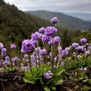 Drumstick primrose (Primula denticulata) flowering - high elevation flowers of the Himalaya