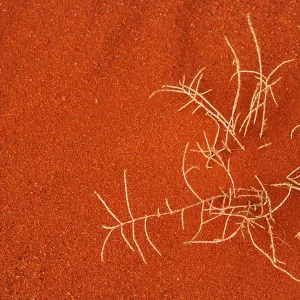 Dry plant in the red sand of Khazali mountains, Wadi Rum Protected Area, Jordan