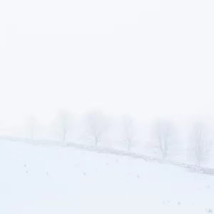 Dry stone wall and trees on misty snowy day, Northumberland National Park in winter, UK, January