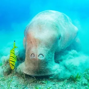 Dugong feeding on Tapegrass with juvenile Golden trevally, Print Dugong feeding on Tapegrass with juvenile Golden trevally, Print
