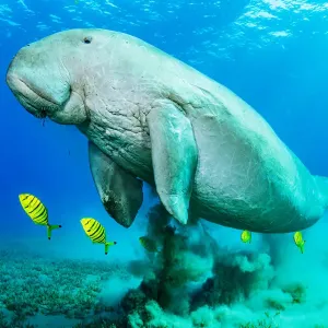 Dugong (Dugong dugon) macho y juvenil Golden trevally (Gnathanodon speciosus) Dugong (Dugong dugon) macho y juvenil Golden trevally (Gnathanodon speciosus)