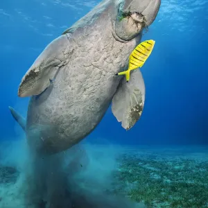 Le dugong (Dugong dugon) mâle, nage au-dessus de la prairie d'herbe de mer (Halophila stipulacea). Le dugong (Dugong dugon) mâle, nage au-dessus de la prairie d'herbe de mer (Halophila stipulacea).