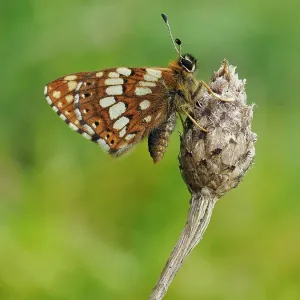 Duke of Burgundy butterfly (Hamearis lucina) crawling up to top of flower bud to bask in sun. Bedfordshire, England, UK. May. Focus Stacked Duke of Burgundy butterfly (Hamearis lucina) crawling up to top of flower bud to bask in sun. Bedfordshire, England, UK. May. Focus Stacked
