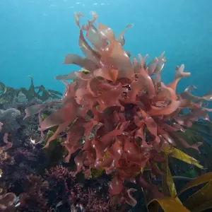 Dulse (Palmaria palmata) Canale della Manica, a ovest dell'isola di Sark, Isole del Canale, luglio. Dulse (Palmaria palmata) Canale della Manica, a ovest dell'isola di Sark, Isole del Canale, luglio.