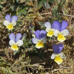 Dune pansies / Seaside pansies (Viola tricolor curtisii) flowering on coastal sand dunes, Merthyr Mawr Warren National Nature Reserve, Glamorgan, Wales, UK. April