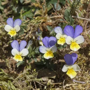 Dune Pansies Print: Coastal Sand Dunes in Bloom Dune Pansies Print: Coastal Sand Dunes in Bloom