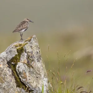 Dunlin (Calidris alpina) in breeding plumage, Outer Hebrides, Scotland, UK, July