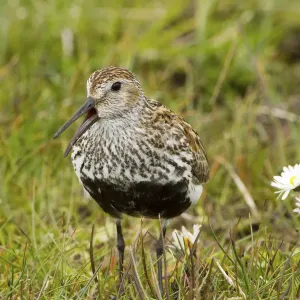Dunlin Print: A North Uist Shore Scene Dunlin Print: A North Uist Shore Scene