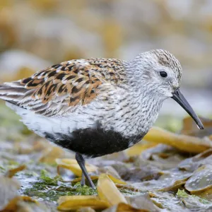 Dunlin (Calidris alpina) portrait. Vardo, Finnmark, Norway. May