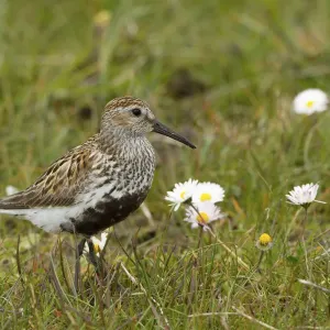 Dunlin Print with Young in Machair, North Uist Dunlin Print with Young in Machair, North Uist