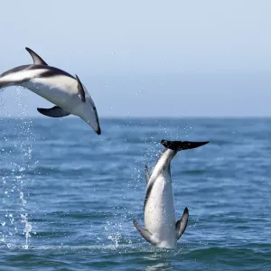 Les dauphins d'obscurité (Lagenorhynchus obscurus) couple en quête de l'amour sautant de la mer, Kaikoura. Les dauphins d'obscurité (Lagenorhynchus obscurus) couple en quête de l'amour sautant de la mer, Kaikoura.