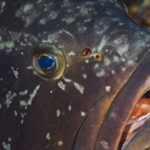 Dusky grouper (Epinephelus marginatus)with a few fish lice (parasitic copepods) are