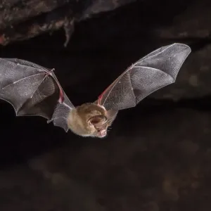 Dusky leaf-nosed bat print flying out of daytime cave roost Dusky leaf-nosed bat print flying out of daytime cave roost
